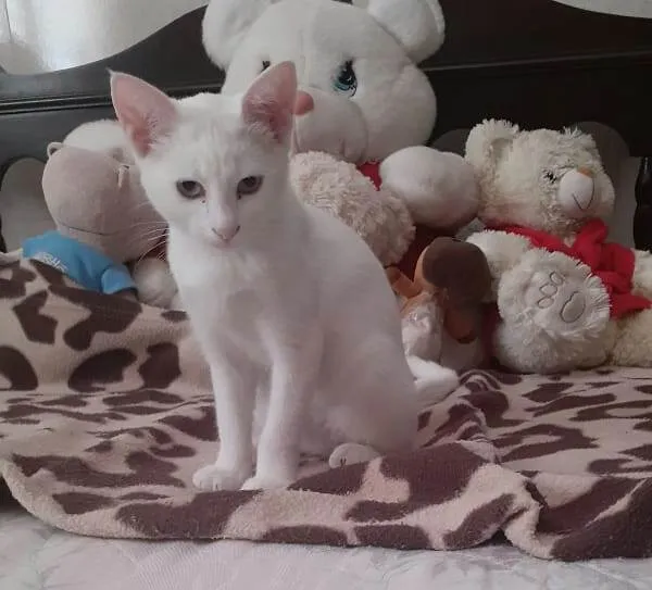 Gato ra a  idade 2 a 6 meses nome GATINHA BRANCA