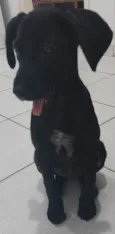 Cachorro raça STD idade 2 a 6 meses nome Amora