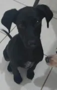 Cachorro raça STD idade 2 a 6 meses nome Amora
