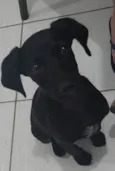 Cachorro raça STD idade 2 a 6 meses nome Amora