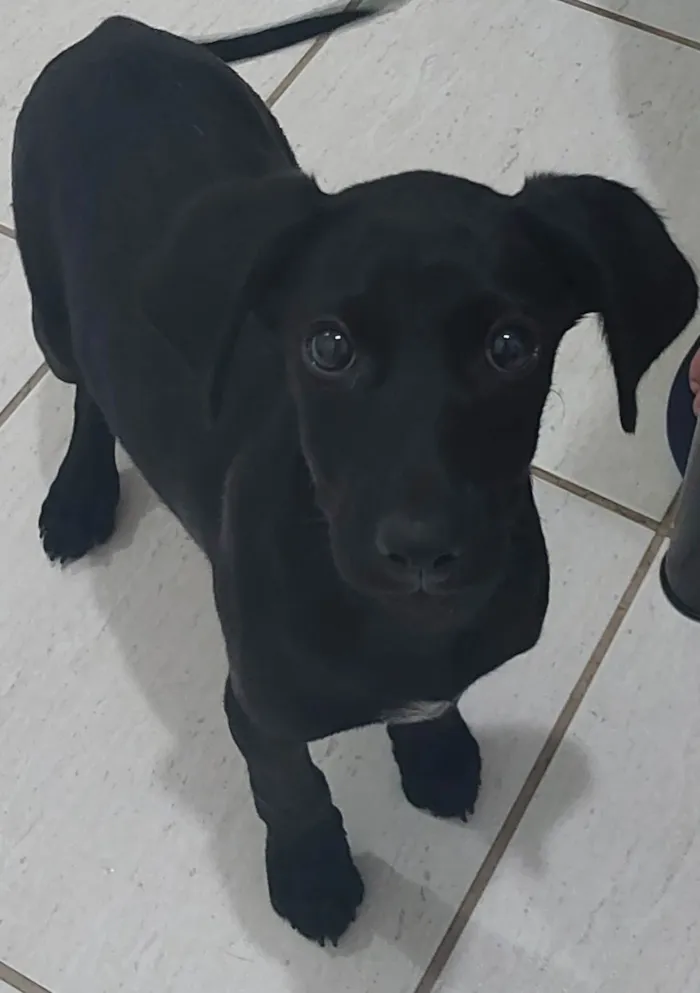 Cachorro raça STD idade 2 a 6 meses nome Amora