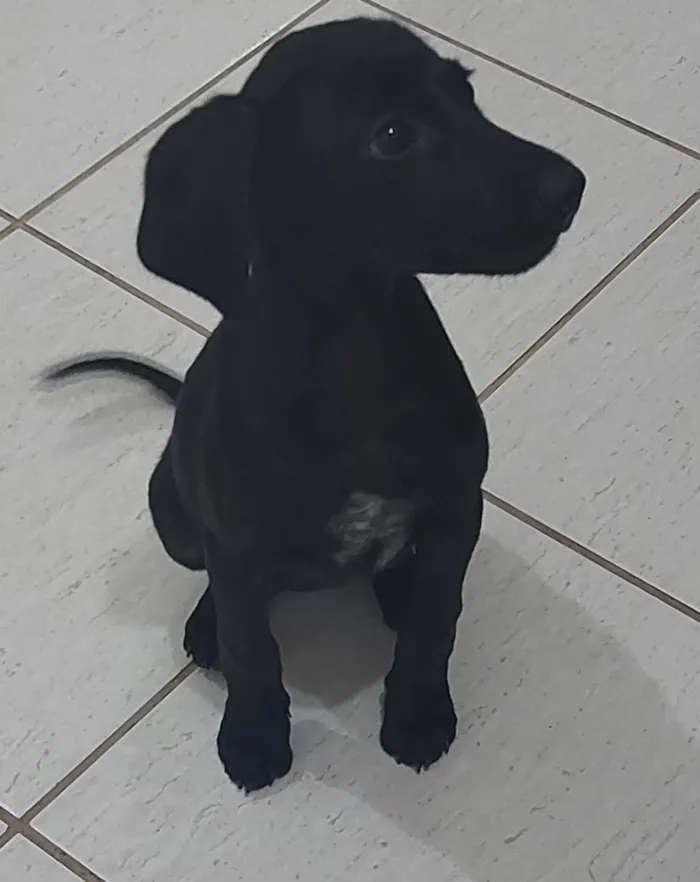 Cachorro raça STD idade 2 a 6 meses nome Amora