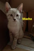 03 Gatinhos