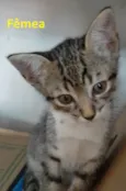 03 Gatinhos