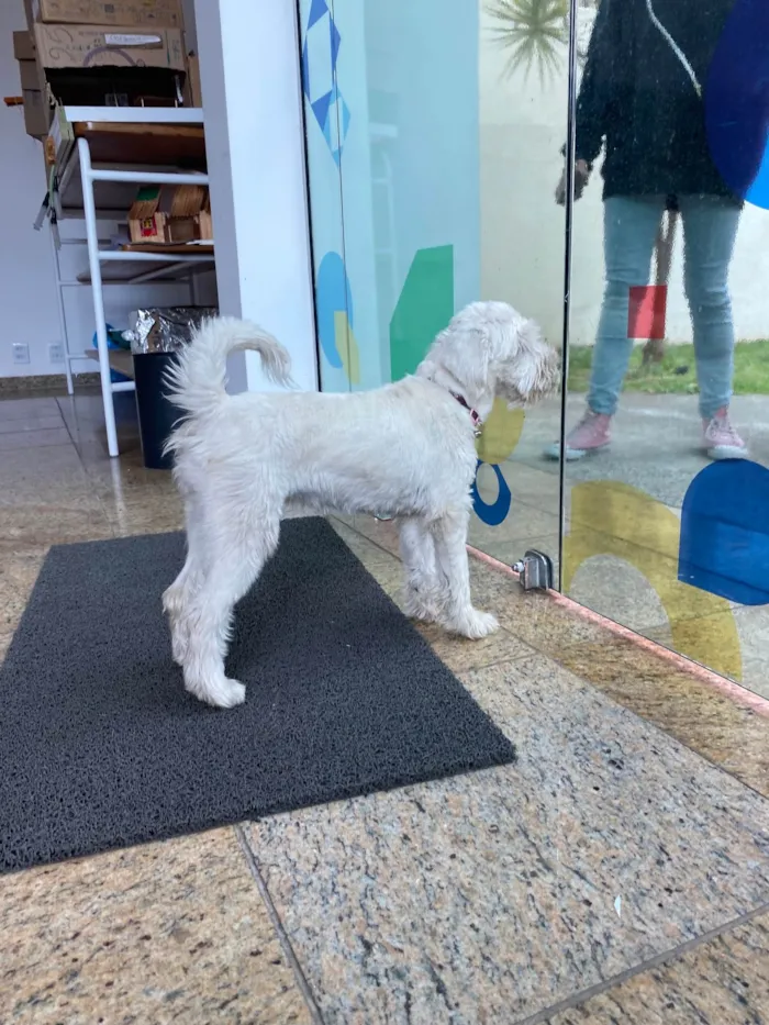 Cachorro raça  idade  nome Não sei