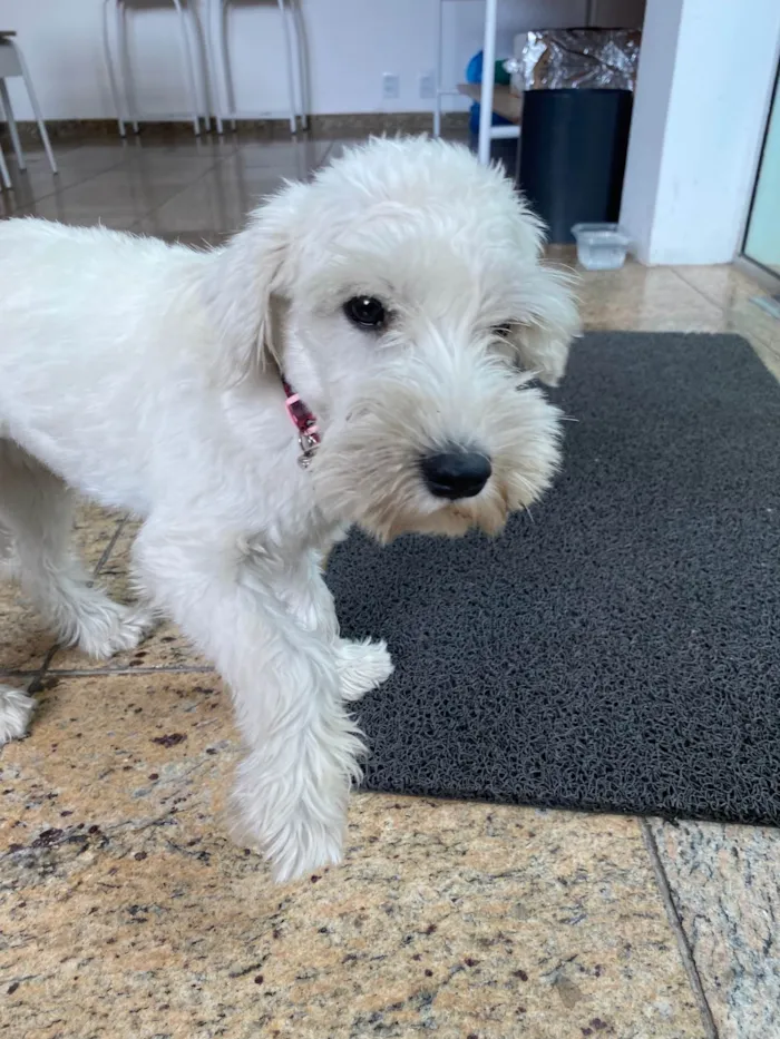 Cachorro raça  idade  nome Não sei