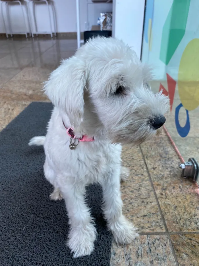 Cachorro raça  idade  nome Não sei