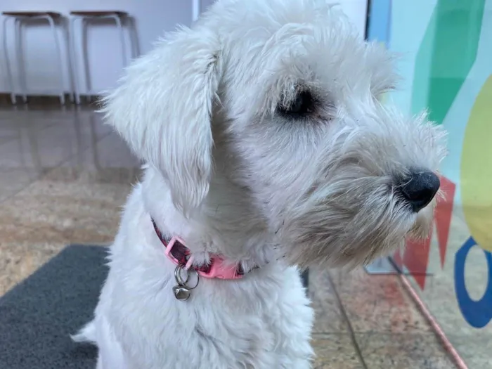 Cachorro raça  idade  nome Não sei