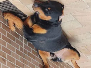 Cachorro raça Rottweiler idade 3 anos nome Tyson 
