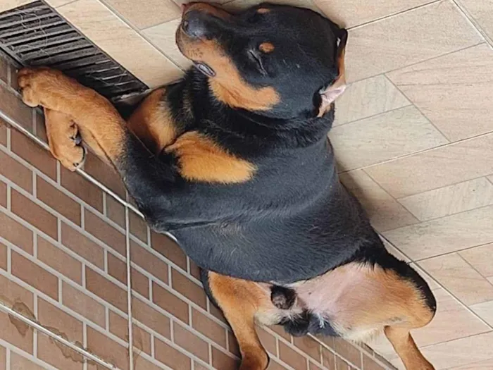 Cachorro ra a Rottweiler idade 3 anos nome Tyson 
