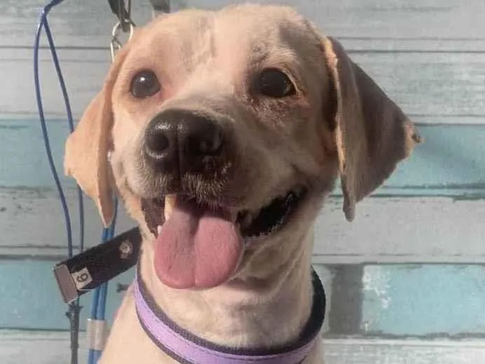 Cachorro ra a Shitzu idade 1 ano nome Luke