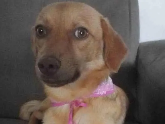 Cachorro ra a SRD-ViraLata idade 7 a 11 meses nome Hanna