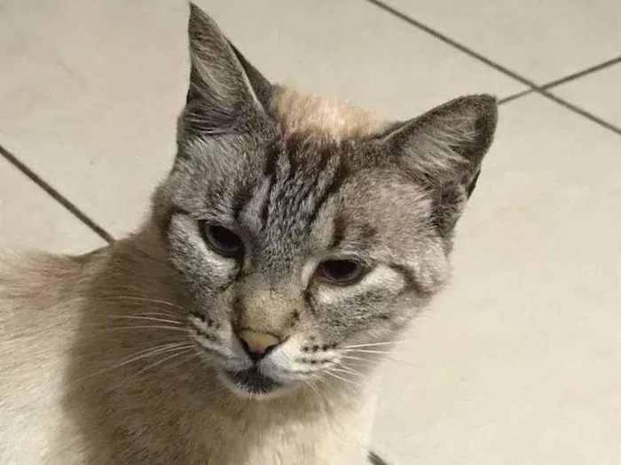 Gato ra a SRD-ViraLata idade 6 ou mais anos nome Neo
