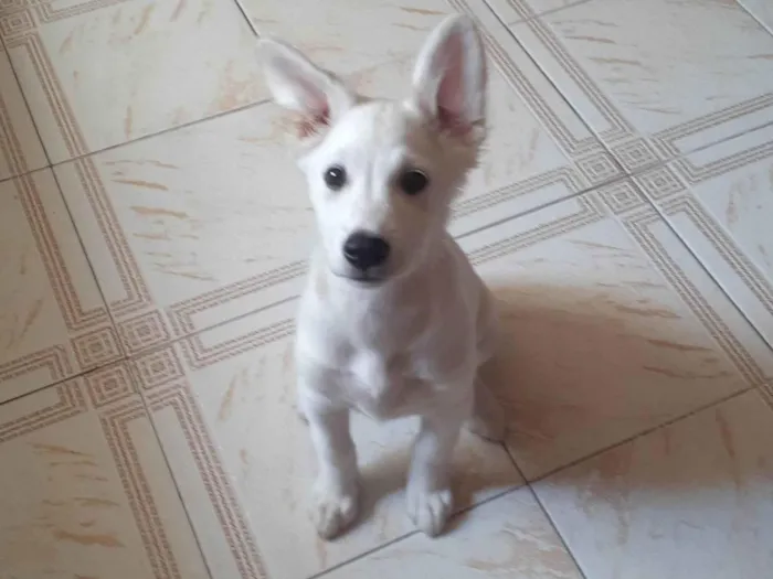 Cachorro raça SRD-ViraLata idade 2 a 6 meses nome Bianca
