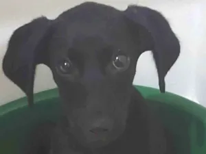 Cachorro raça STD idade 2 a 6 meses nome Amora