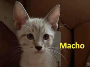 Gato raça  idade 7 a 11 meses nome 03 Gatinhos