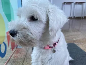 Cachorro raça  idade  nome Não sei