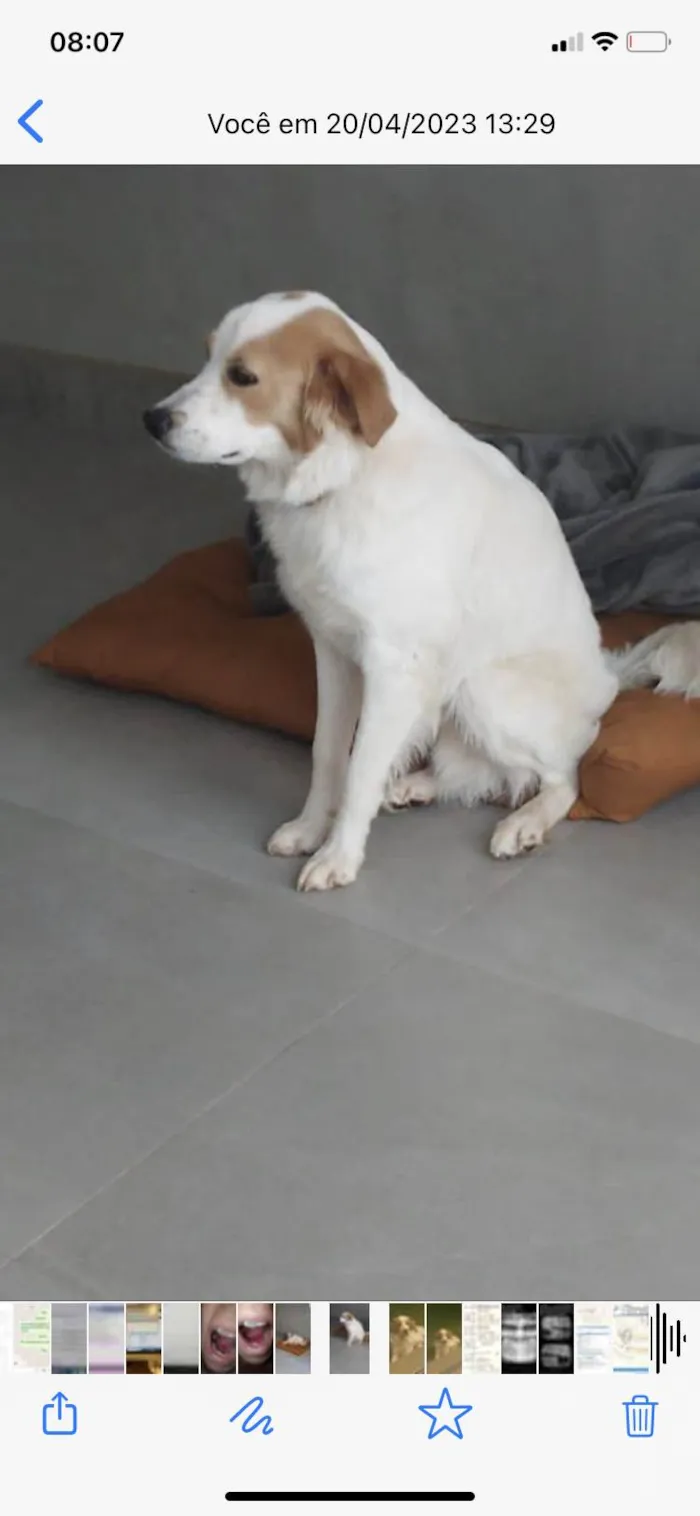 Cachorro ra a Vira lata idade 1 ano nome Marley