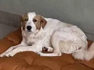 Cachorro raça Vira lata idade 1 ano nome Marley