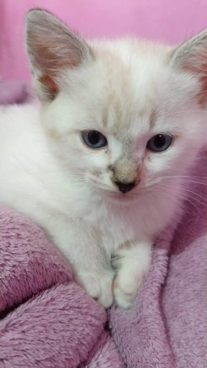 Gato ra a Ciames idade Abaixo de 2 meses nome Sem nomes