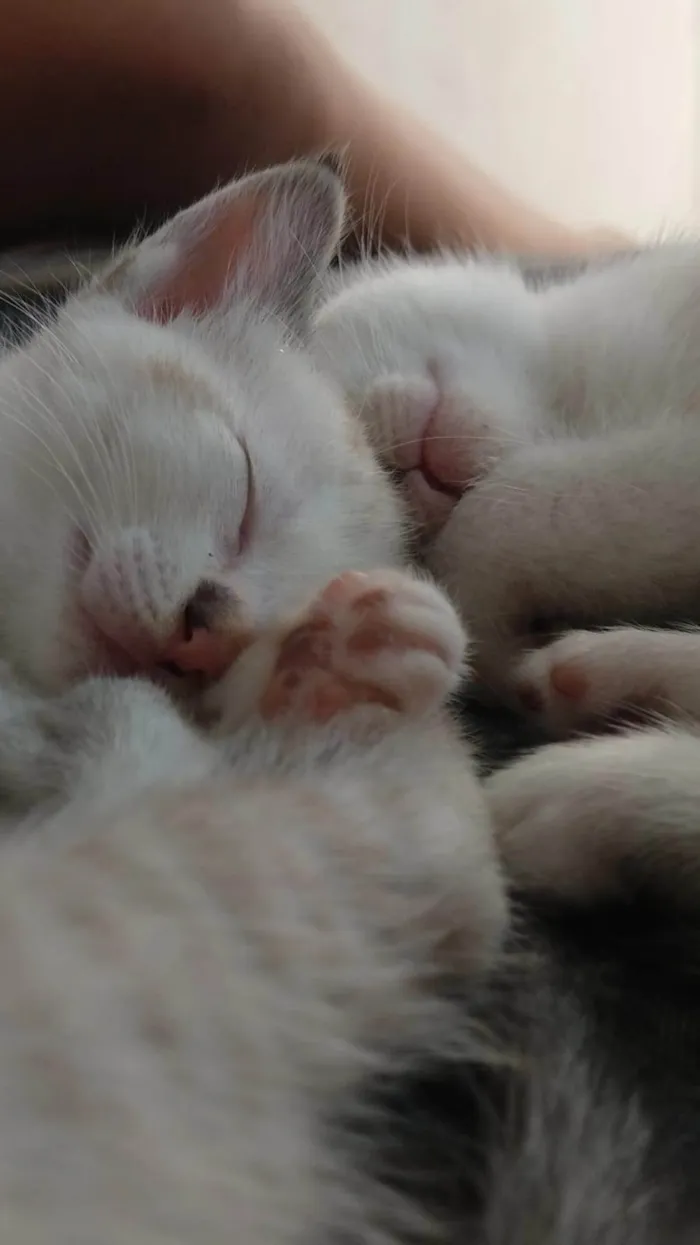 Gato ra a Ciames idade Abaixo de 2 meses nome Sem nomes