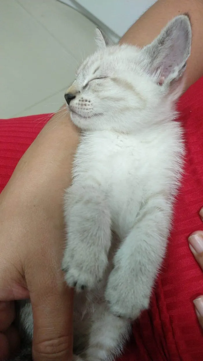 Gato ra a Ciames idade Abaixo de 2 meses nome Sem nomes