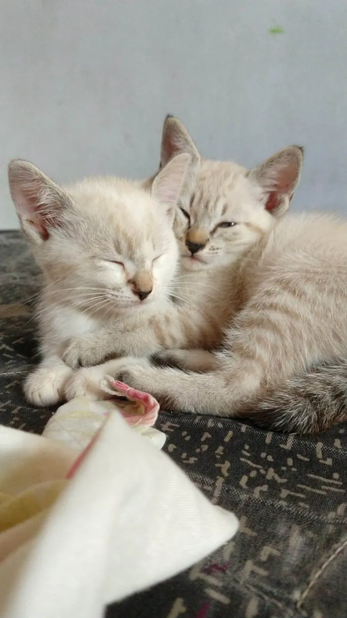 Gato ra a Ciames idade Abaixo de 2 meses nome Sem nomes