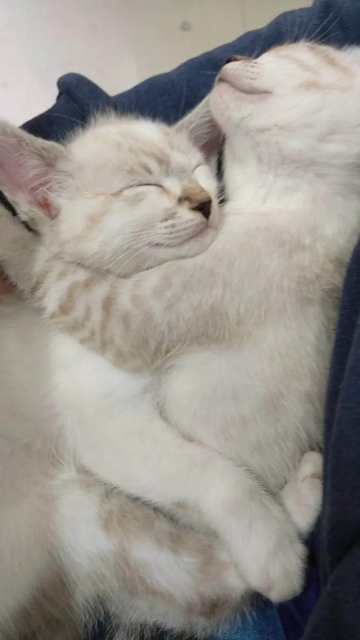 Gato ra a Ciames idade Abaixo de 2 meses nome Sem nomes