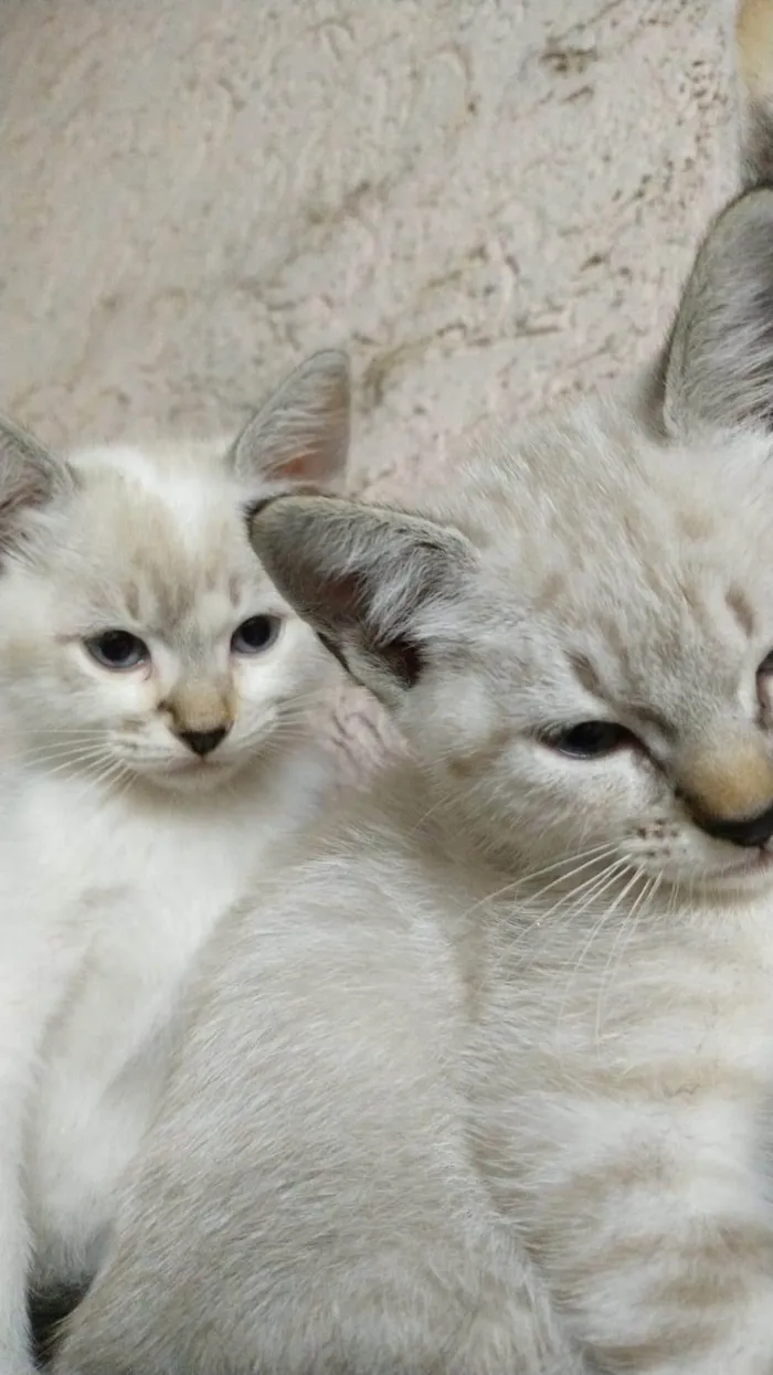 Gato ra a Ciames idade Abaixo de 2 meses nome Sem nomes