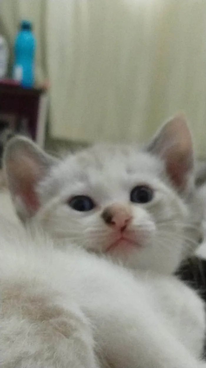 Gato ra a Ciames idade Abaixo de 2 meses nome Sem nomes