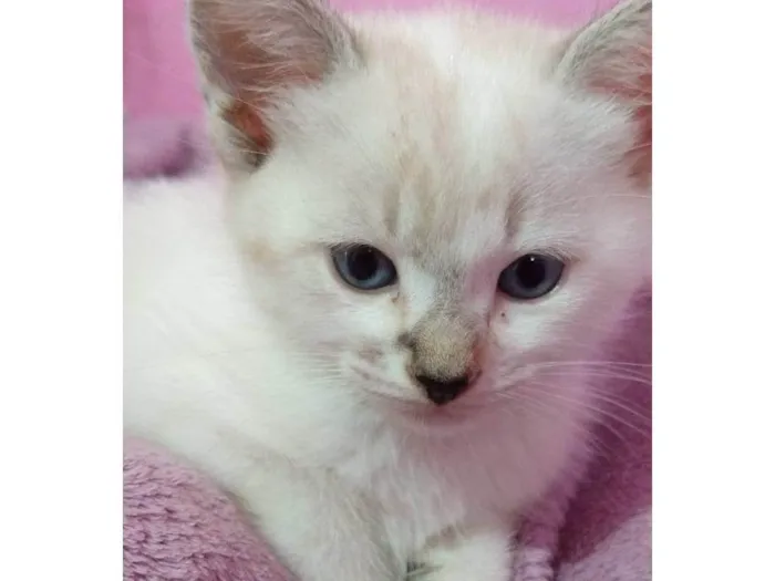 Gato ra a Ciames idade Abaixo de 2 meses nome Sem nomes
