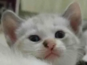 Gato raça Ciames idade Abaixo de 2 meses nome Sem nomes