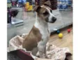 Cachorro raça SRD-ViraLata idade 7 a 11 meses nome Luna