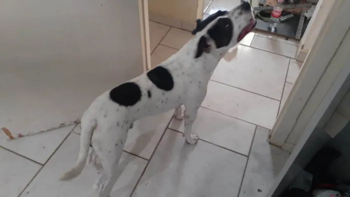 Cachorro ra a Pit-Bull idade 1 ano nome Mancha