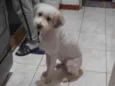 Cachorro raça mestiço poodle idade 7 a 11 meses nome Billy