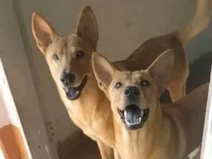 Cachorro raça SRD-ViraLata idade 7 a 11 meses nome Nazos e Akame