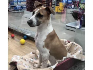 Cachorro raça SRD-ViraLata idade 7 a 11 meses nome Luna