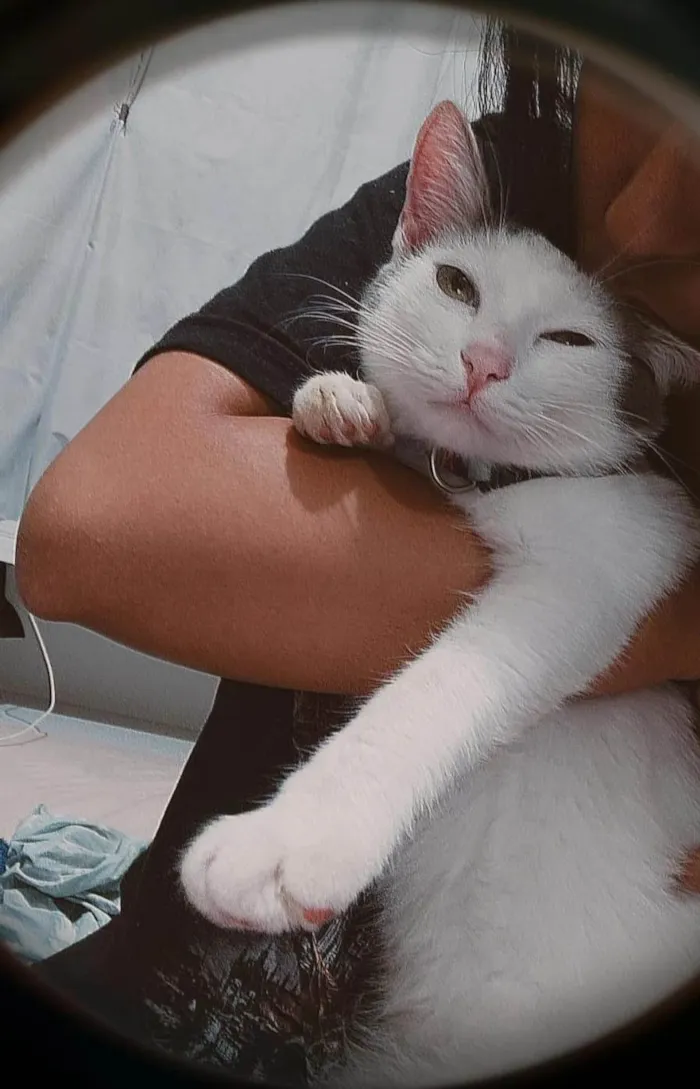 Gato raça  idade 2 a 6 meses nome Não tem ainda