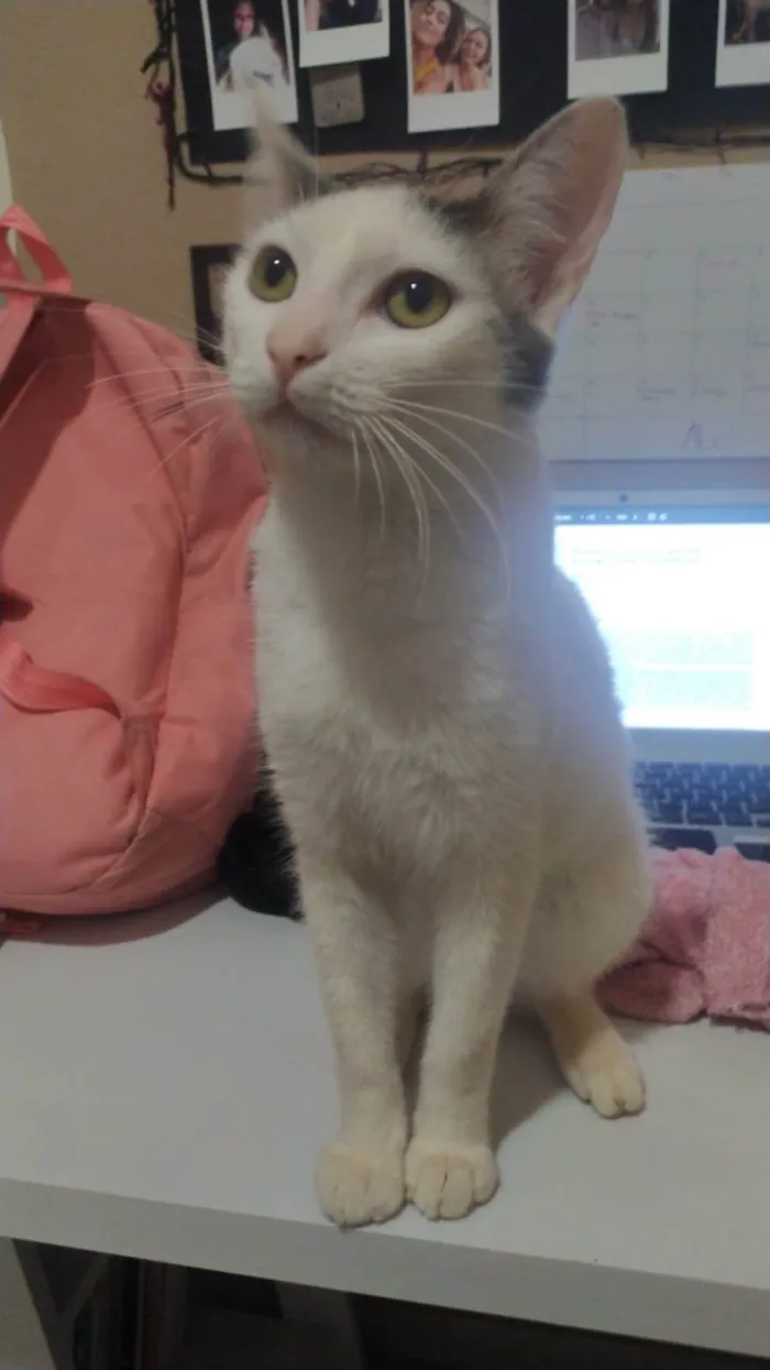 Gato raça  idade 2 a 6 meses nome Não tem ainda