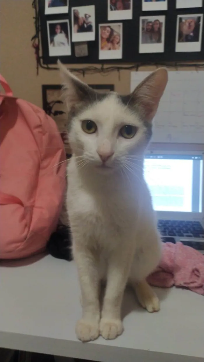 Gato raça  idade 2 a 6 meses nome Não tem ainda