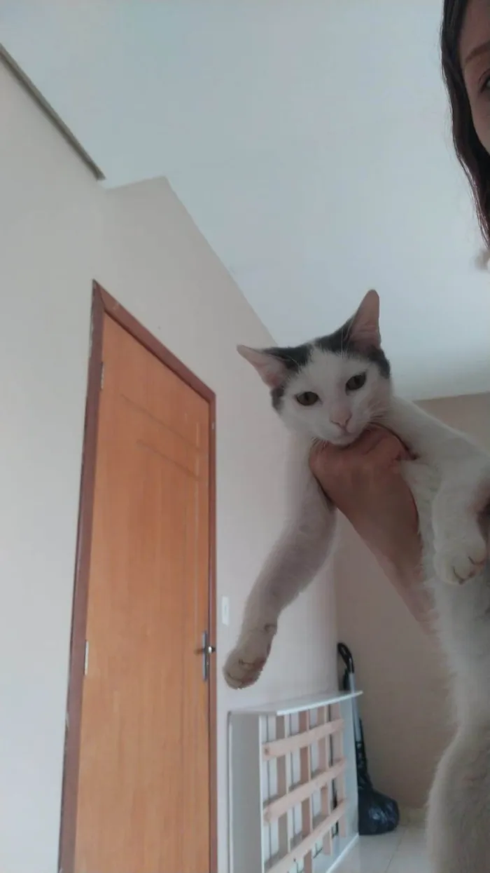 Gato raça  idade 2 a 6 meses nome Não tem ainda