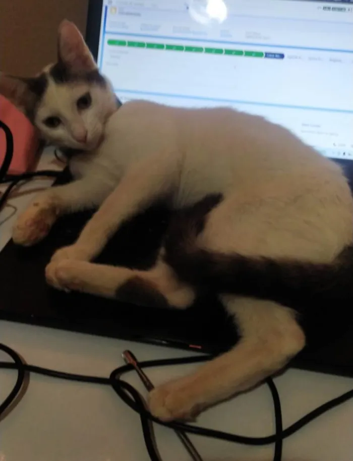 Gato raça  idade 2 a 6 meses nome Não tem ainda