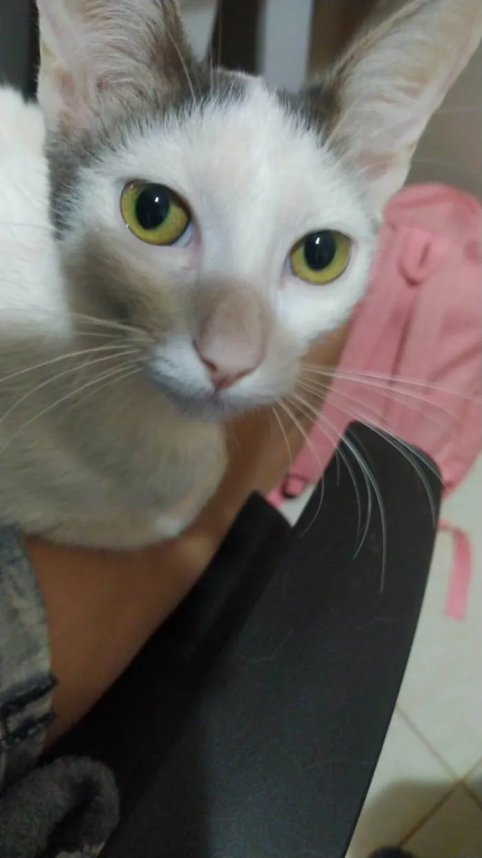 Gato raça  idade 2 a 6 meses nome Não tem ainda