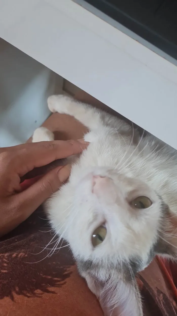 Gato raça  idade 2 a 6 meses nome Não tem ainda
