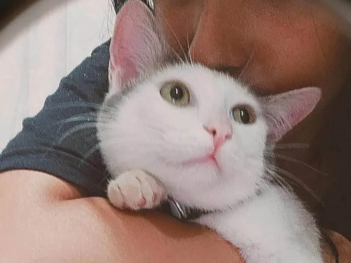 Gato raça  idade 2 a 6 meses nome Não tem ainda