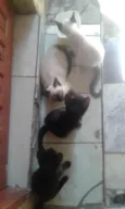 gatos com tres meses