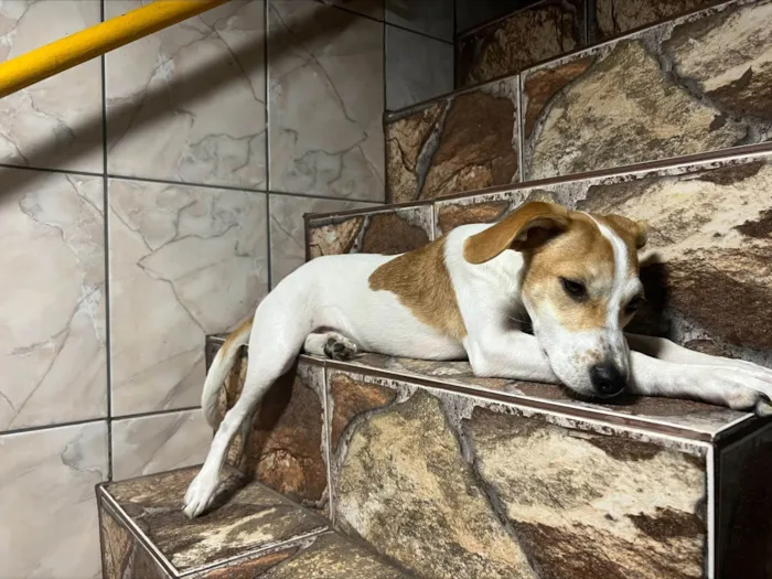 Cachorro ra a SRD-ViraLata idade 2 a 6 meses nome AMORA