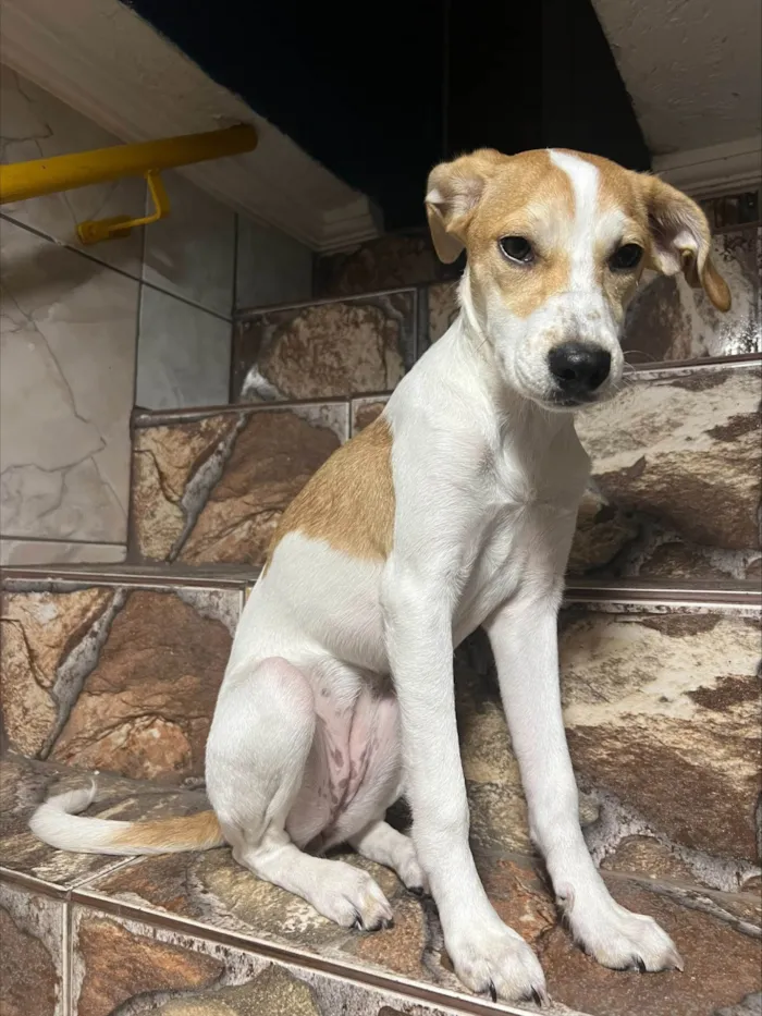 Cachorro ra a SRD-ViraLata idade 2 a 6 meses nome AMORA