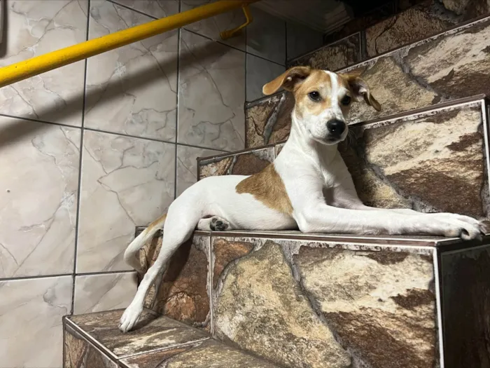 Cachorro ra a SRD-ViraLata idade 2 a 6 meses nome AMORA