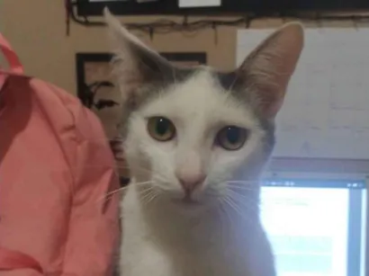 Gato raça  idade 2 a 6 meses nome Não tem ainda